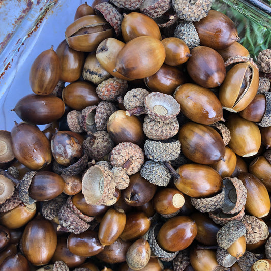 dried acorns for great family crafting